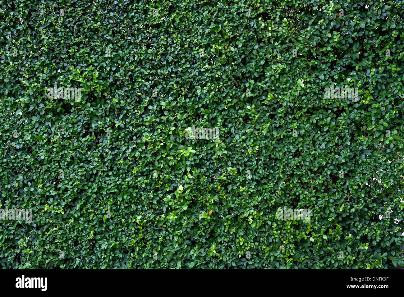 Natürliche grüne Blatt Wand, Eco freundliche Hintergrund Stockfoto