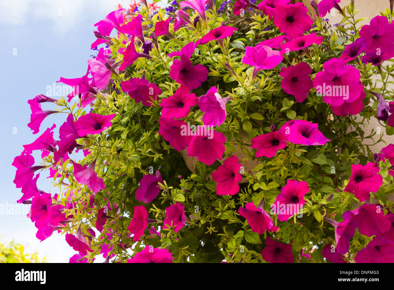Petunien in hängenden Korb / / Pétunia de panier Suspendu Stockfoto