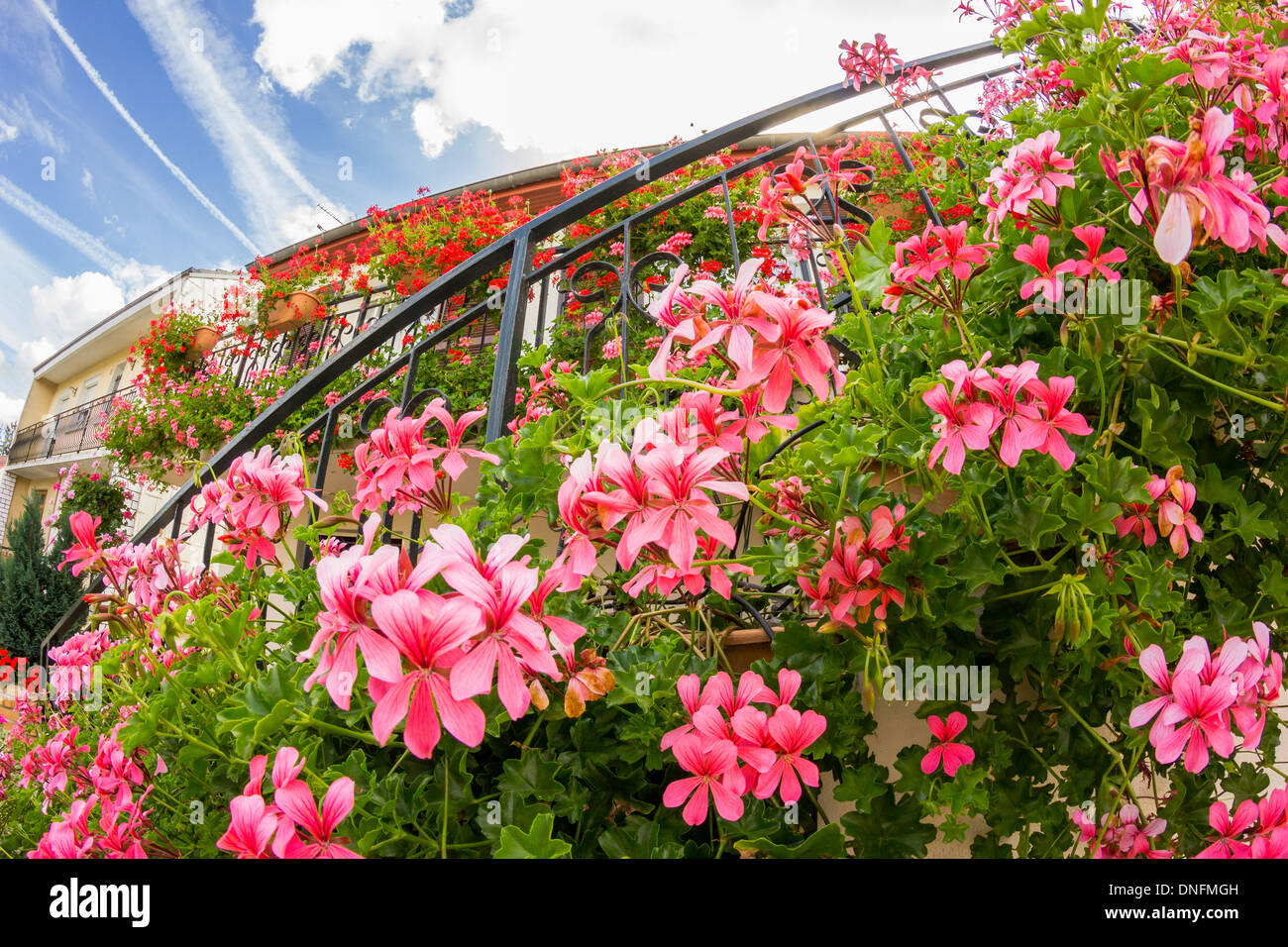 Pelargonium Peltatum, gemeinsamen Namen Efeublatt Geranie und kaskadierende Geranie / / Pelargonium Peltatum, Ou Geranie des Balcons Stockfoto