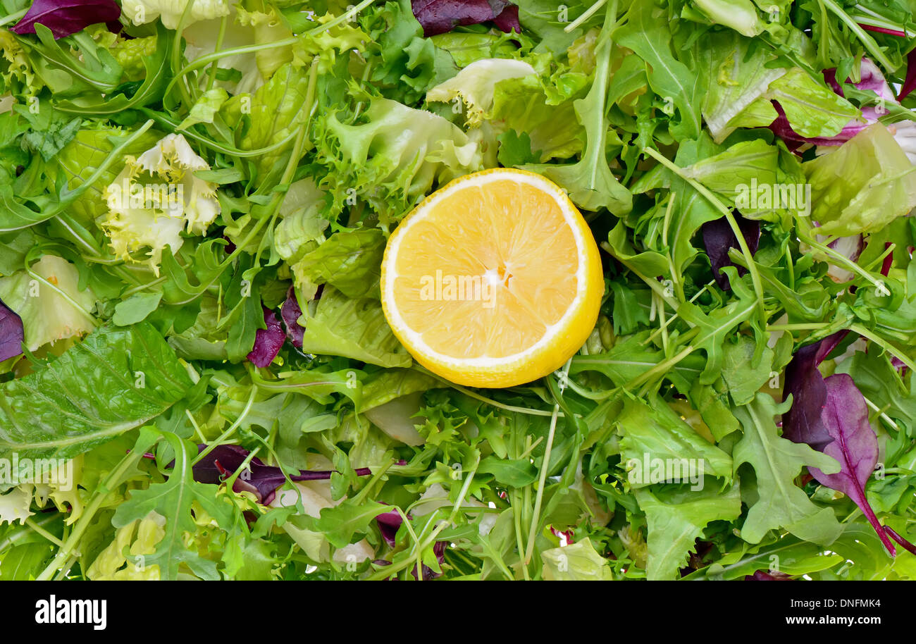 Salat-Mix mit Rucola, Frisee, Radicchio und Kopfsalat Stockfoto