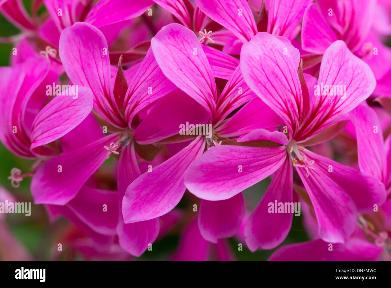 Efeublatt Geranie oder Kaskadierung Pelargonie, Pelargonium Peltatum