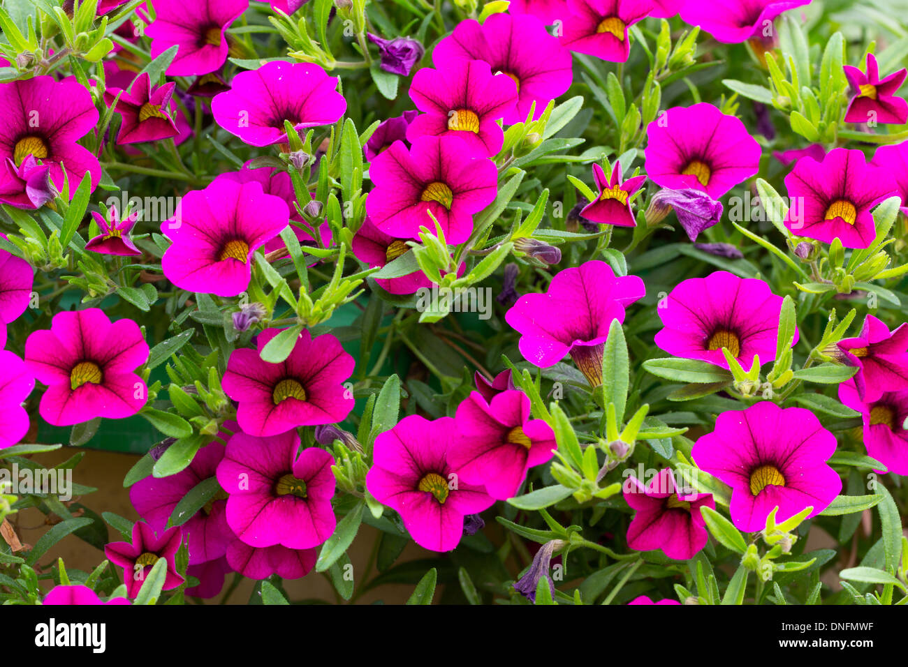 Petunie 'Brillant Pink Bouquet' = Calibrachoa 'Million Bells Blumenstrauß Brilliant Pink' = Surfinia ' Million Bells... Stockfoto