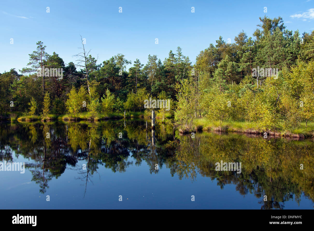 Pietzmoor / Pietz-Moor, Teich aus alten Torf Stecklinge im Marschland, Schneverdingen, Lüneburg Heath / Lunenburg Heide, Deutschland Stockfoto