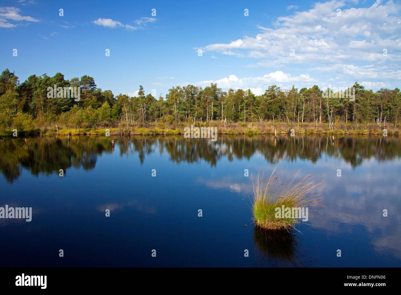 Grasbüschel lila Moor Gras (Molinia Caerulea) im Teich, Pietzmoor / Pietz Bog, Schneverdingen, Lüneburg Heath / Lunenburg Heath Stockfoto