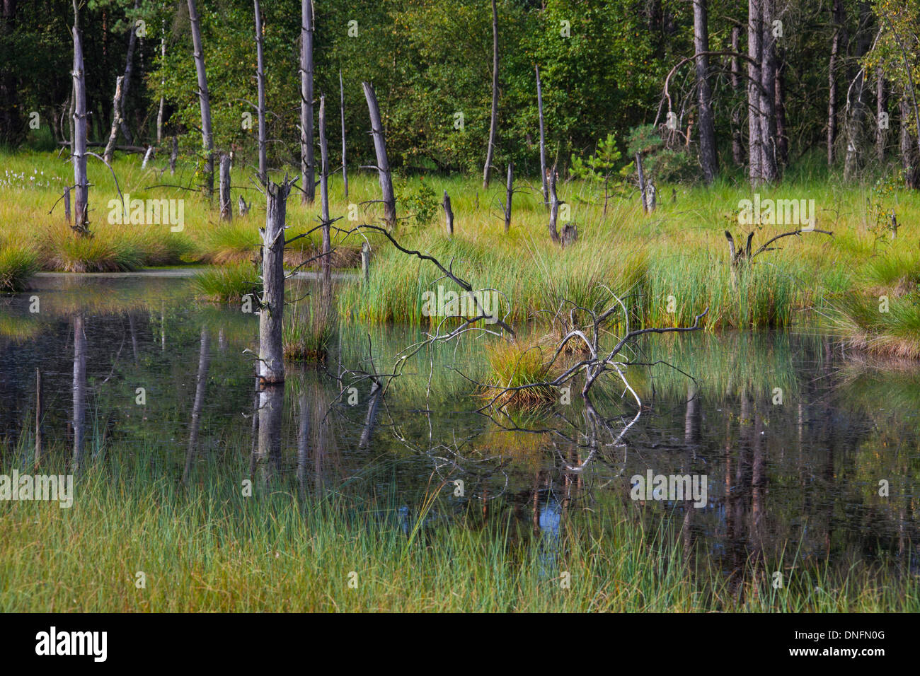 Pietzmoor Fotos und Bildmaterial in hoher Auflösung Alamy