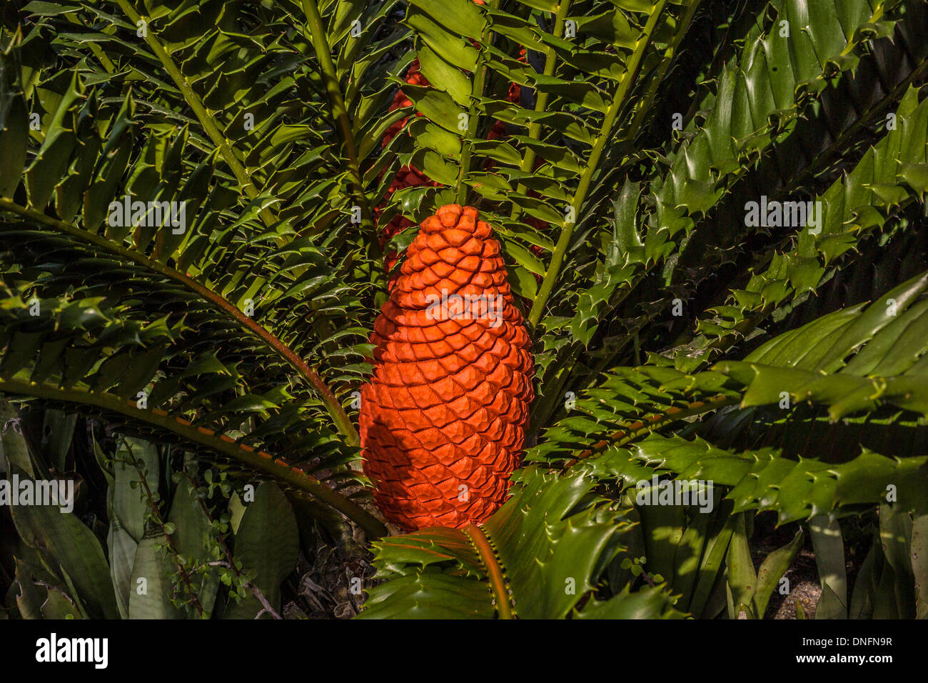 Ein helles orange weibliche Samen Kegel liegt im Herzen von einer seltenen und schönen Cycad Tropenpflanze auf Casey Key im Südwesten von Florida, USA. Stockfoto