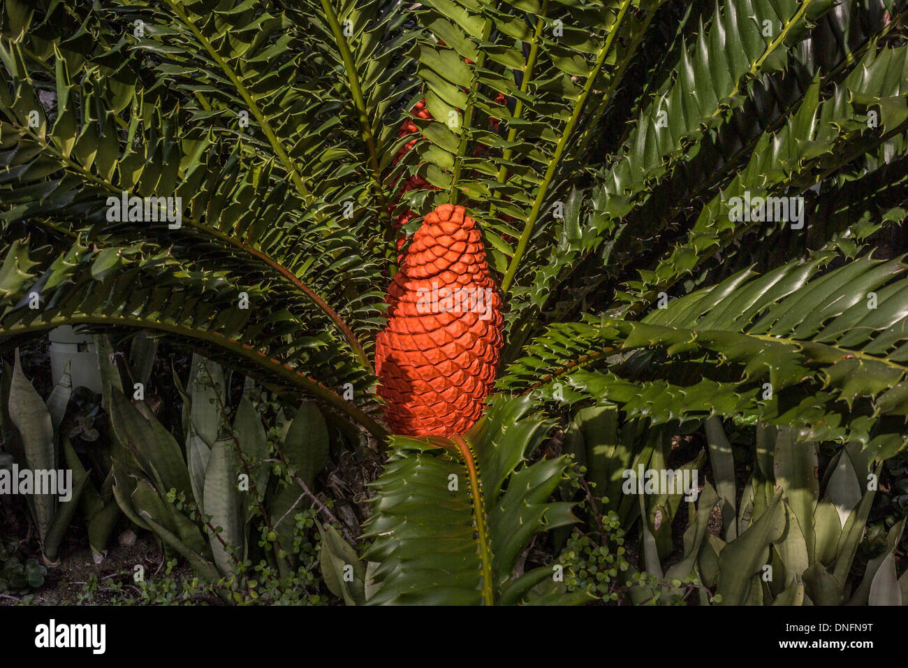 Ein helles orange weibliche Samen Kegel liegt im Herzen von einer seltenen und schönen Cycad Tropenpflanze auf Casey Key im Südwesten von Florida, USA. Stockfoto