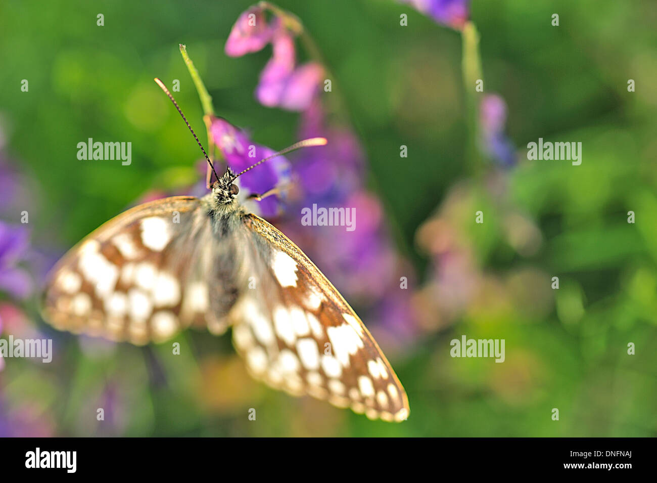 Marmorierte weiße Schmetterlinge Melanargia Galathea, Augenfalter, Castelluccio di Norcia, Umbrien, Italien R Stockfoto