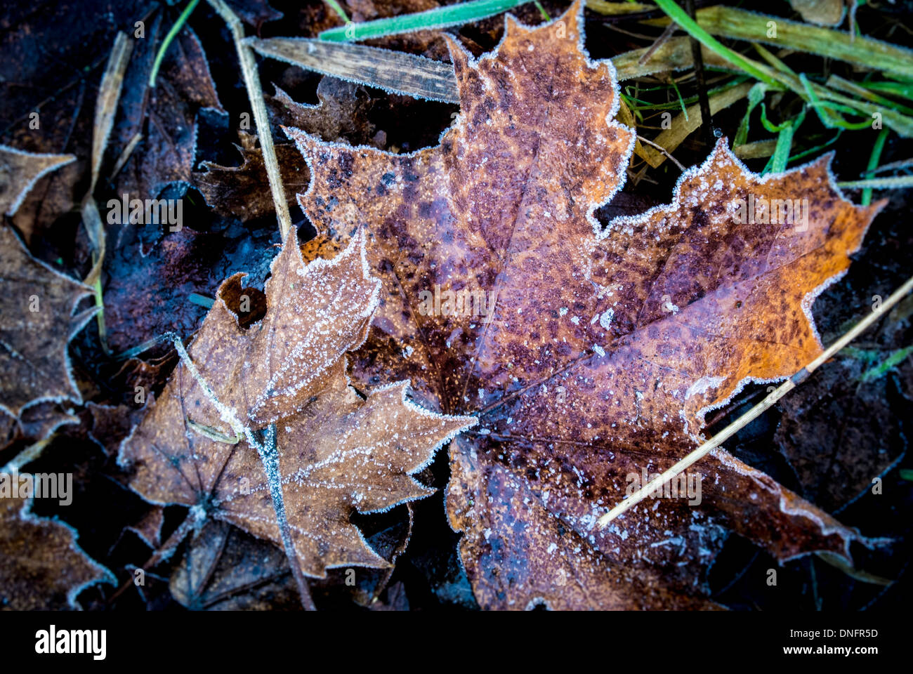 Frostige Ahornblätter im Winter auf dem Boden Stockfoto