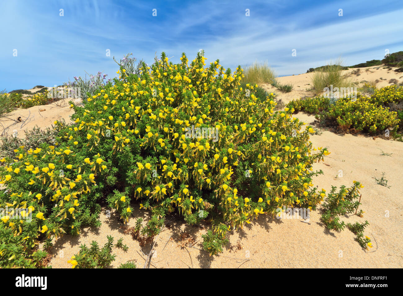 blühenden Busch in Piscinas-Dünen, Süd-West Sardinien, Italien Stockfoto