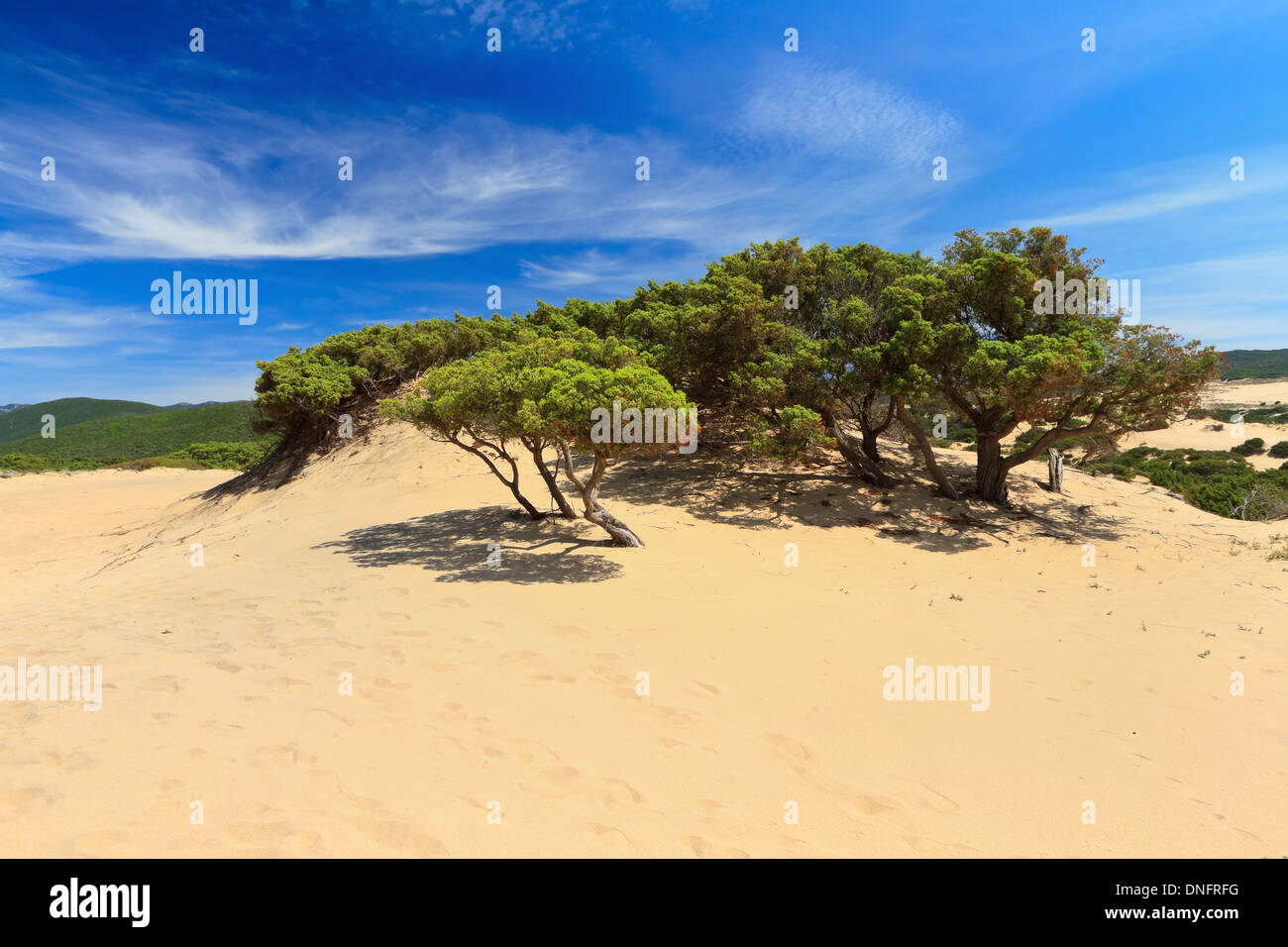 Piscinas-Dünen mit Baum in Costa Verde, Süd-West Sardinien, Italien Stockfoto