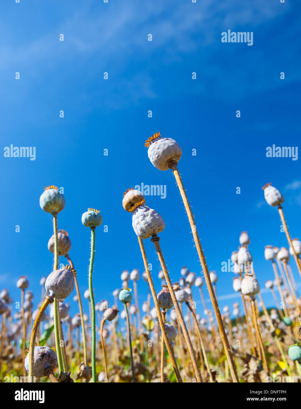 Bereich von Mohn-Kapseln Stockfoto