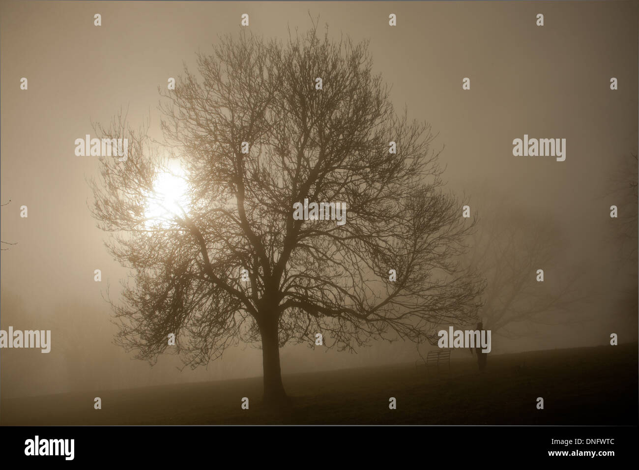 Sonnenlicht durch Nebel und Bäume, Malvern Worcs UK Stockfoto