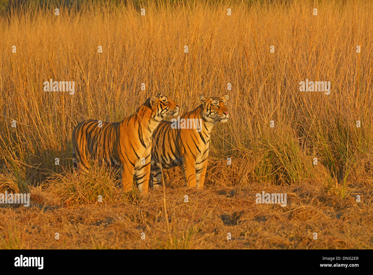 Zwei Bruder Tiger im Grasland entscheiden Ranthambhore Stockfoto