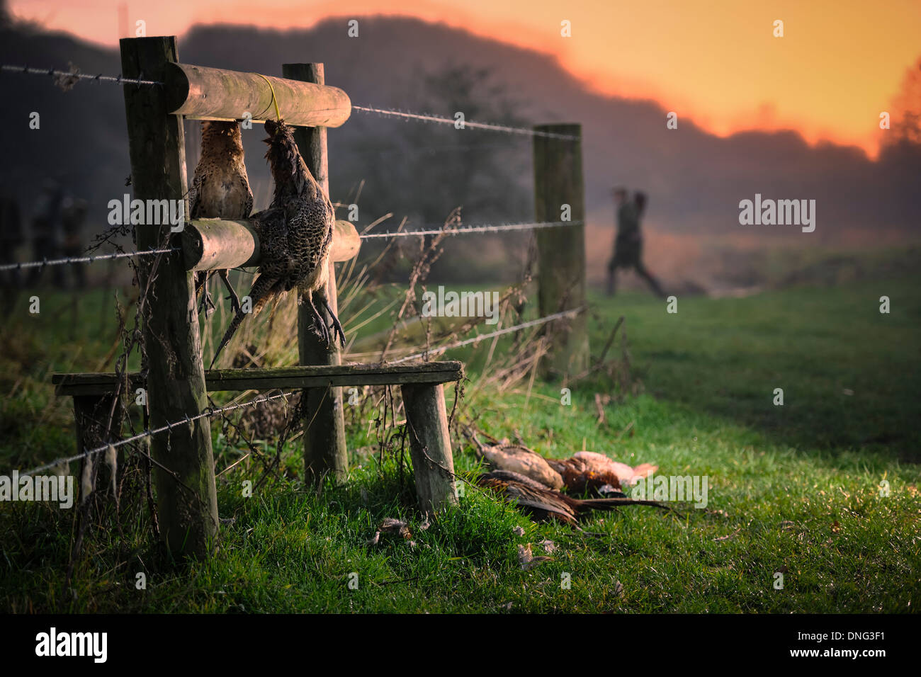 Fasane abholbereit auf einem angetriebenen schießen Tage im Dezember im Herzen der Wiltshire Landschaft. Stockfoto