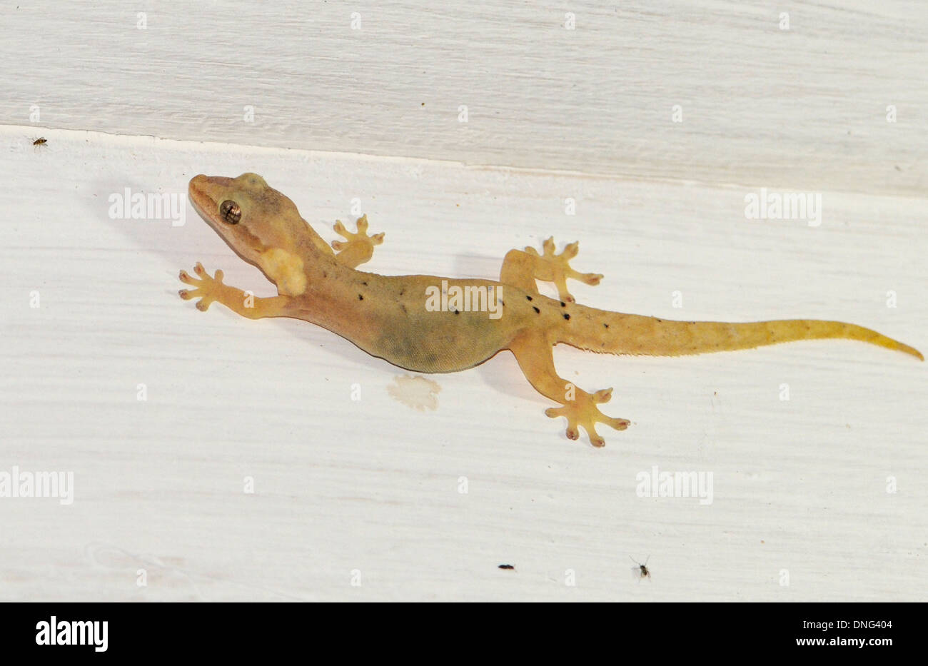 Ein Gecko Stiele eine kleine Fliege. Der Gecko geht mit Leichtigkeit auf eine senkrechte Hauswand mit seinen spezialisierten Toe Pads. Stockfoto