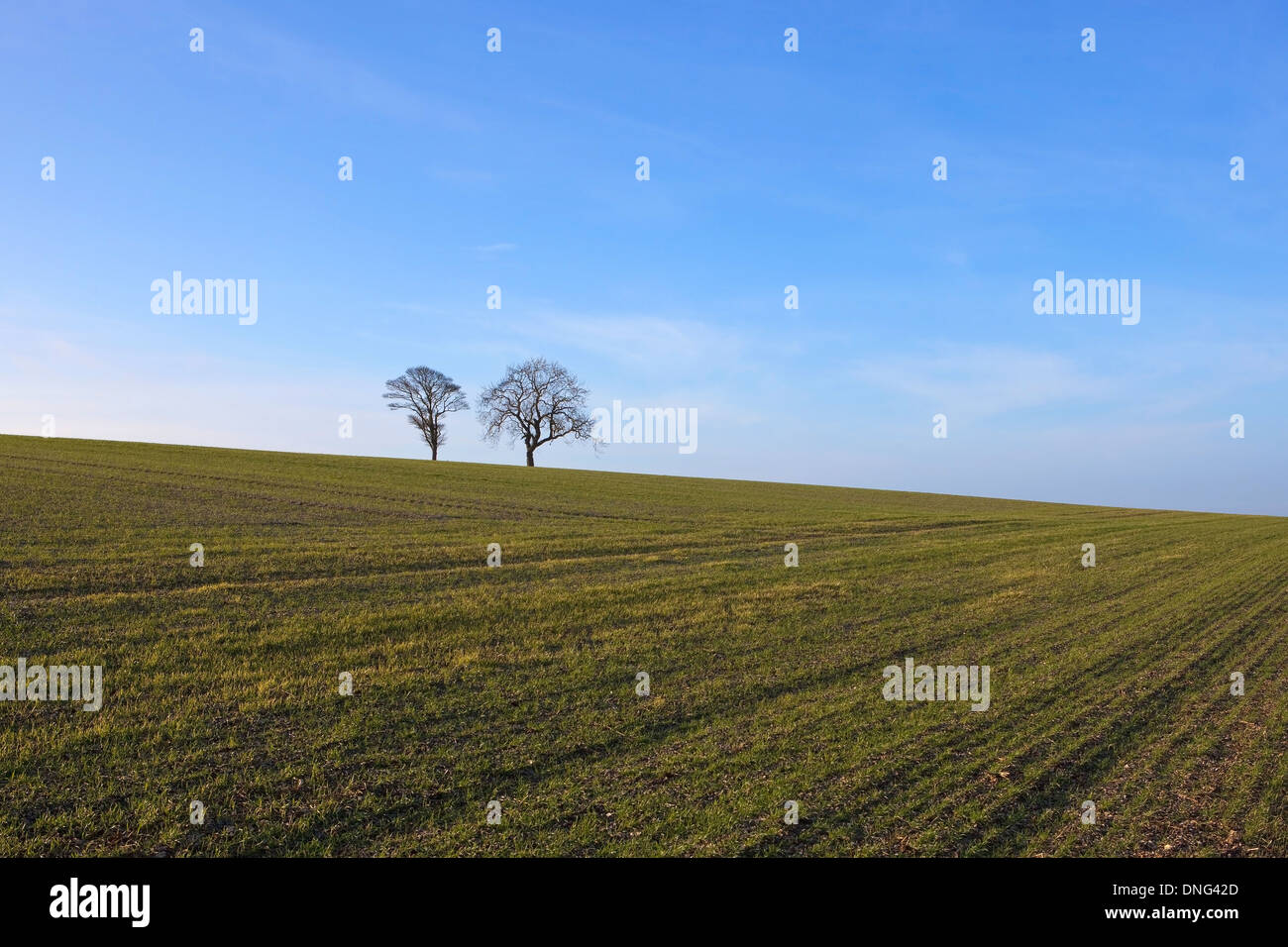 Englischen Winterlandschaft mit zwei Bäumen am Horizont eines jungen Getreidepflanzen Stockfoto