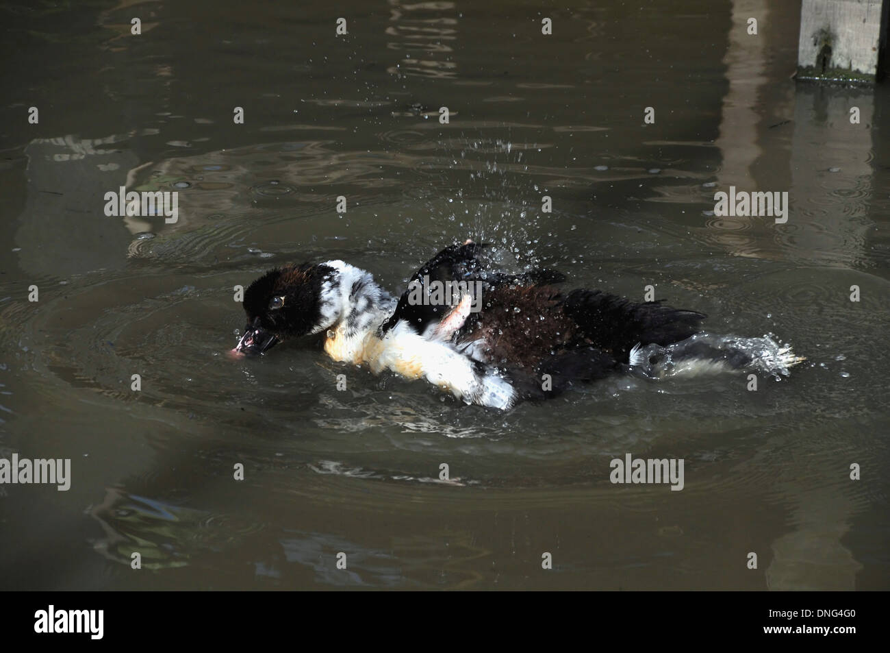 Eine spielerische Ente im Teich spielen Stockfoto