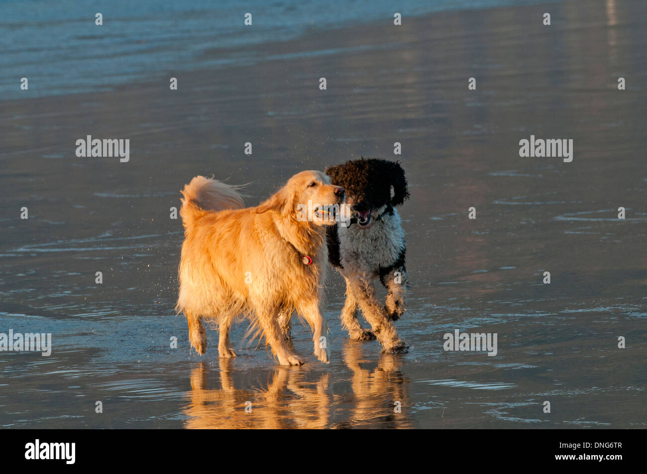 Golden Retriever und Parti Pudel spielen am Strand an der Küste von Oregon Stockfoto