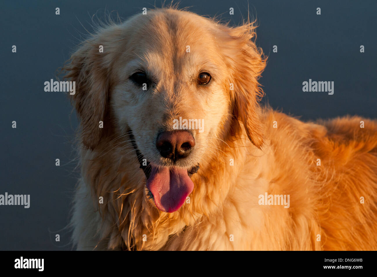 Golden Retriever Porträt Stockfoto