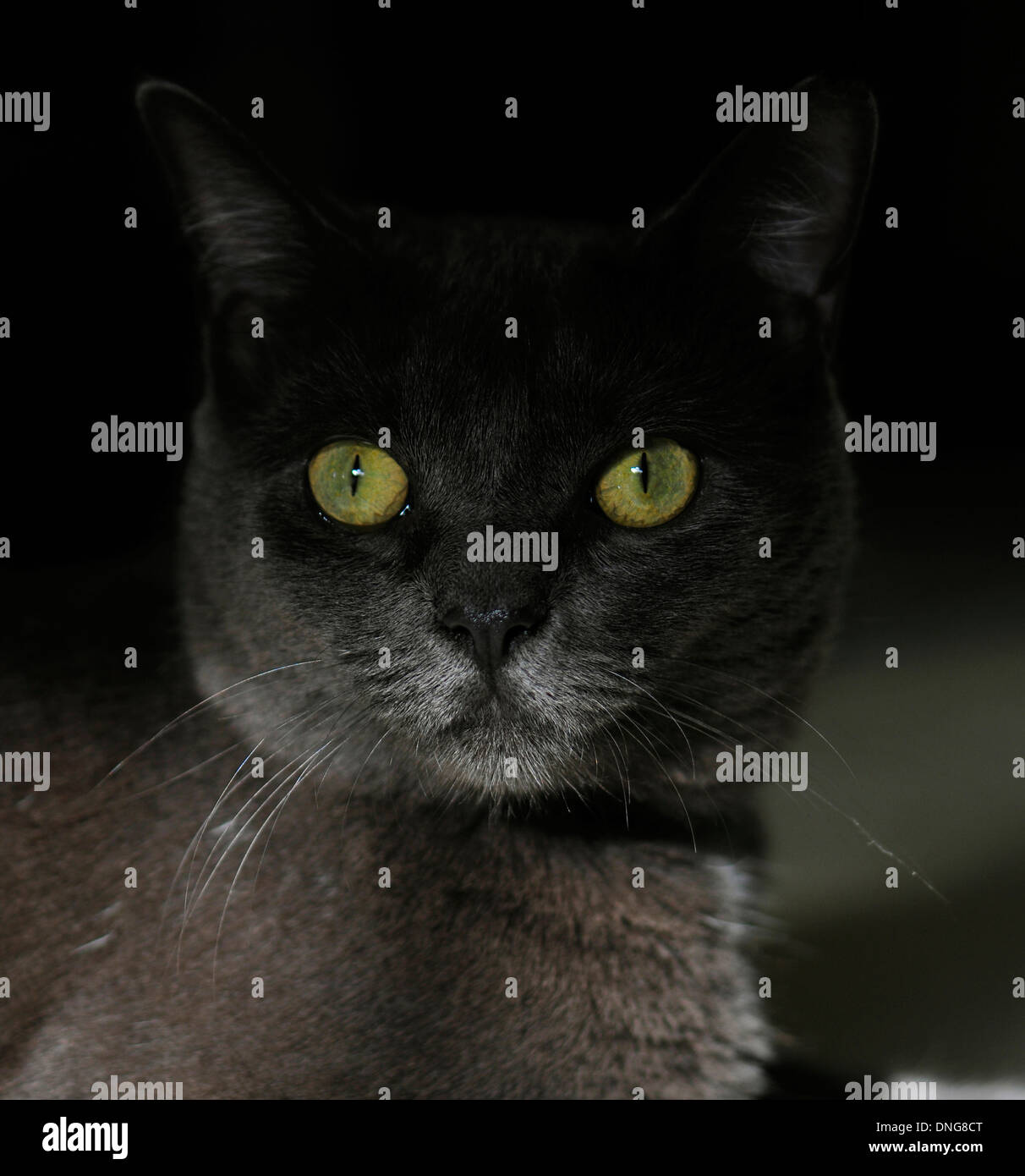 Rauchigen Russisch Blau Katze Stockfoto