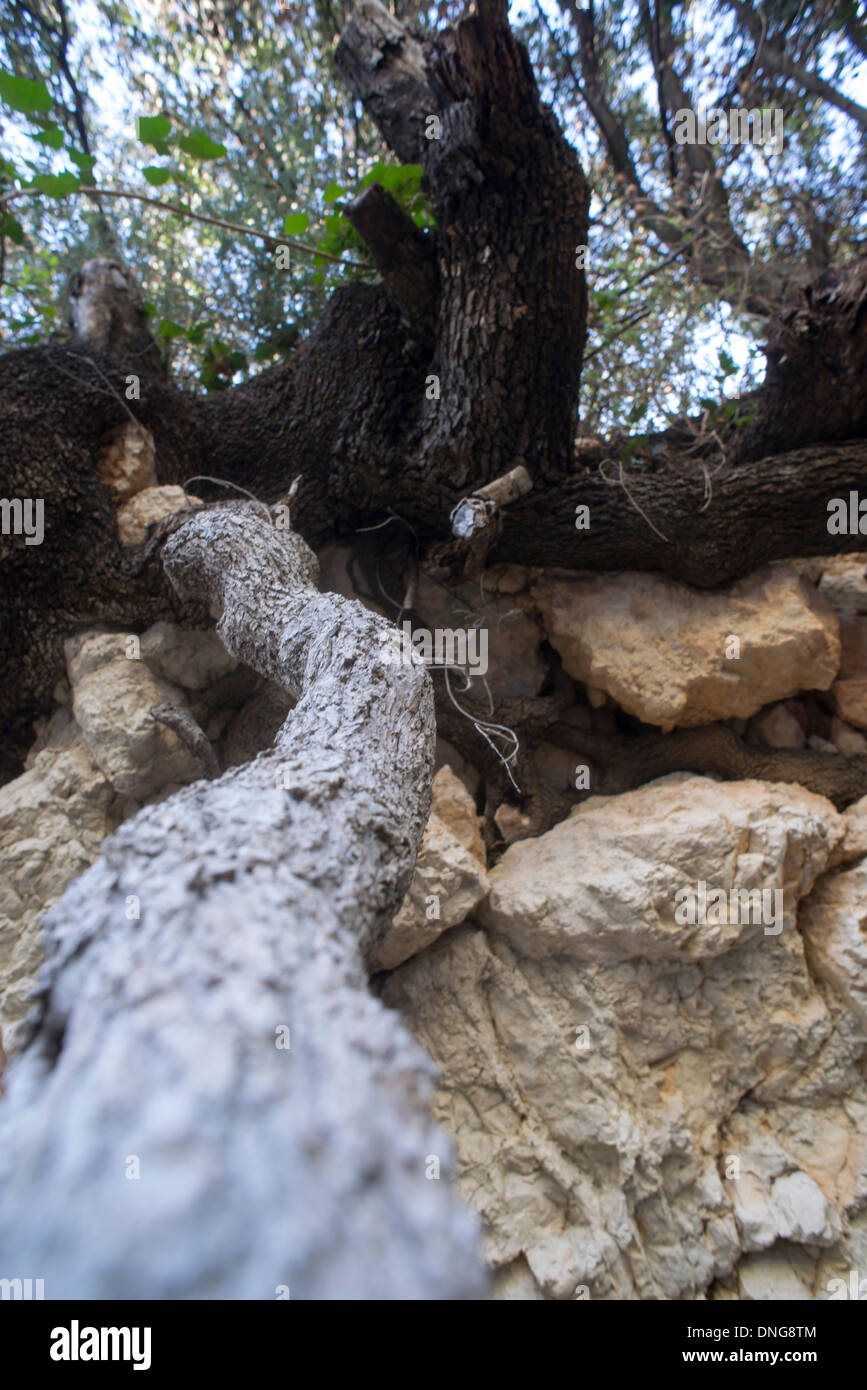 Baumwurzeln umarmt den Fels Stockfoto