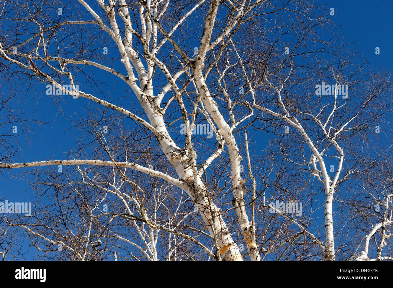 Silber Birken vor einem strahlend blauen Himmel Stockfoto