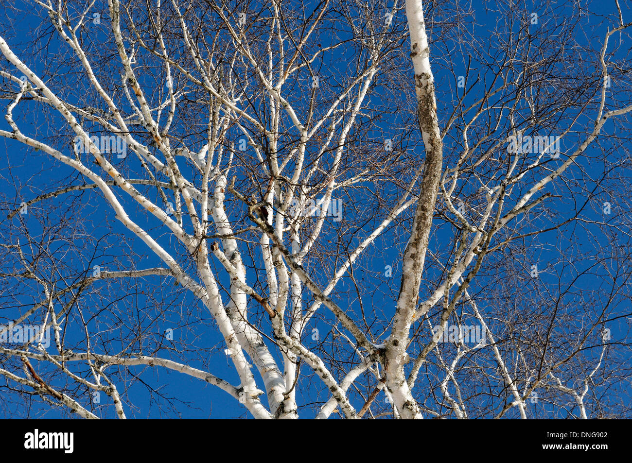 Silber Birken vor einem strahlend blauen Himmel Stockfoto