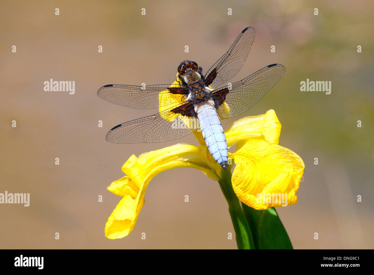 Breit-bodied Chaser (Libellula Depressa) männlich auf gelbe Flagge Stockfoto