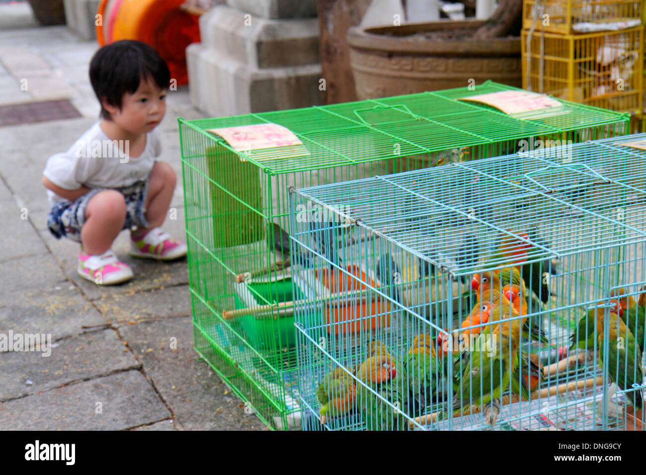 Chinesischer vogelmarkt Fotos und Bildmaterial in hoher Auflösung Alamy