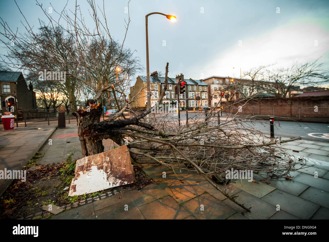 UK-Wetter: Sturm beschädigt Sakura-Baum in Süd-Ost-London, nach der zweiten großen Sturm das Land in Tagen, UK trifft. Stockfoto