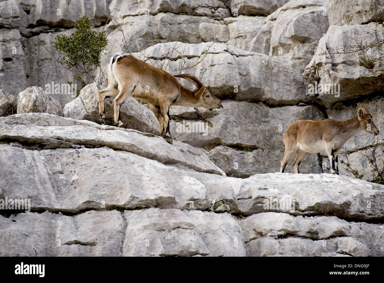 Erwachsene männliche spanische Ibex anzeigen typisches Verhalten während der Brunftzeit durch schmecken und riechen die Luft in der Nähe einer Frau Stockfoto