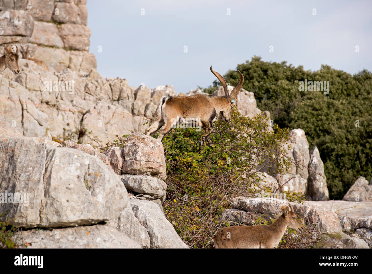 Männlichen spanischen Ibex (wilden Bergziege) am Berghang über Lücke springen Stockfoto