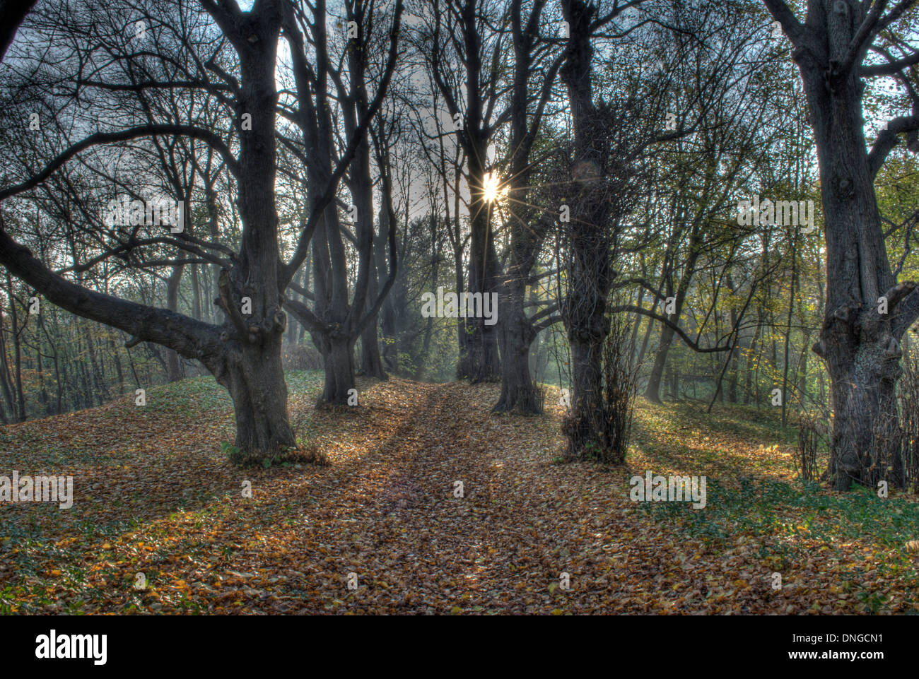 Ein Wald in den frühen Morgenstunden. Ein Wald in Den Morgenstunden. Stockfoto