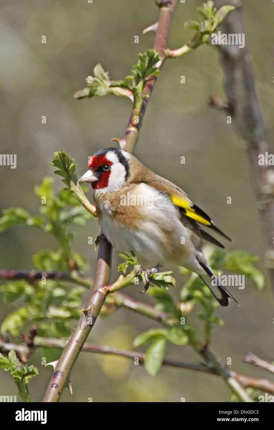 Stieglitz (Zuchtjahr Zuchtjahr) Erwachsenen thront in einem Rosenbusch in frischen Frühling Blatt, Washington, West Sussex, UK, April 2010 Stockfoto