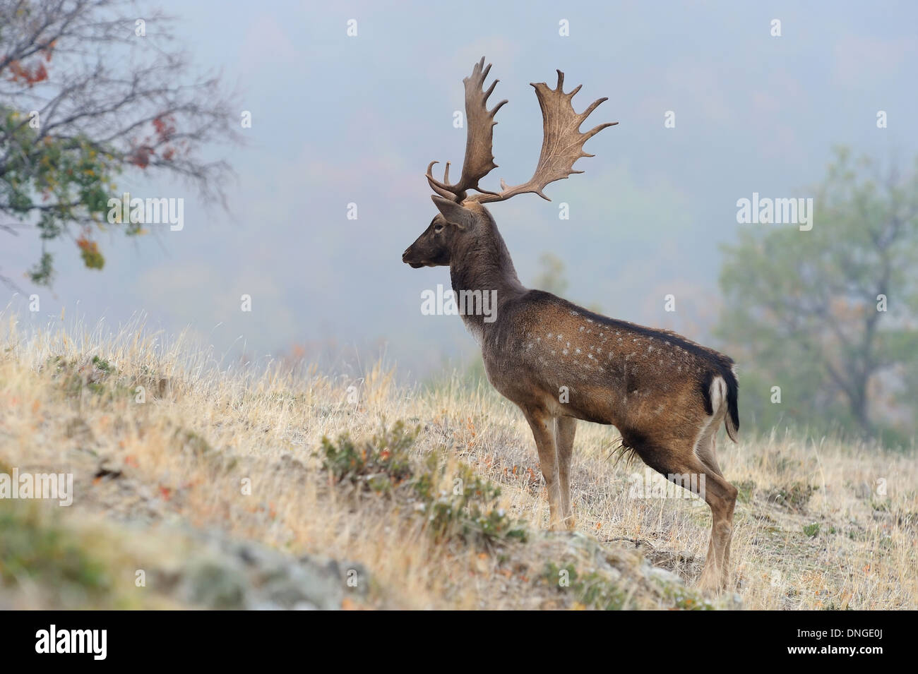 Damhirsch mit großen Hörnern Stockfoto