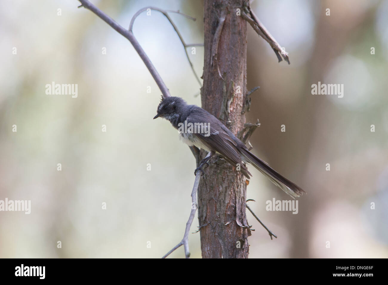 Schließen Sie australische Vögel in natürlichen Buschland - USV-Drossel auf Baum Zweig allein Profil Stockfoto