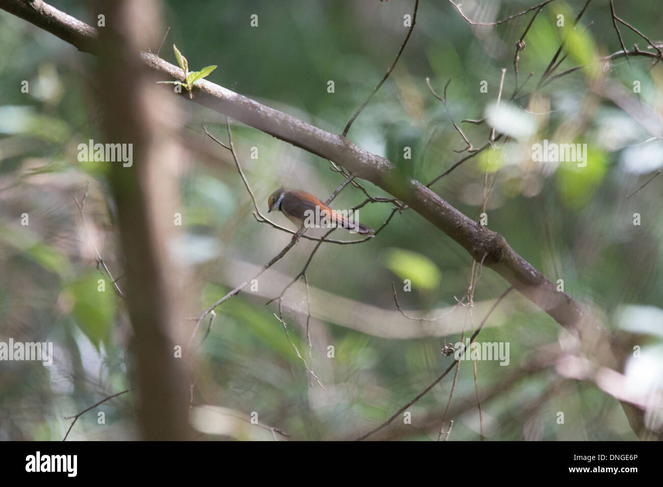 Schließen Sie australische Vögel in natürlichen Buschland - ups rot braun Soor bei Baum Stockfoto