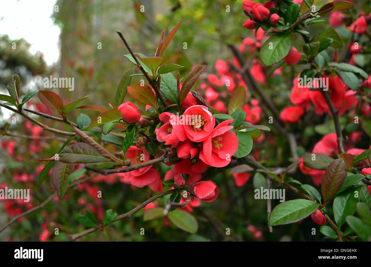 Baum mit roten blumen -Fotos und -Bildmaterial in hoher Auflösung – Alamy