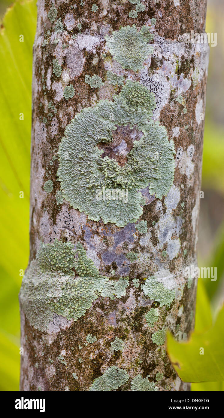 Tropischen Flechten wachsen auf Baumrinde, Malaysia Stockfoto