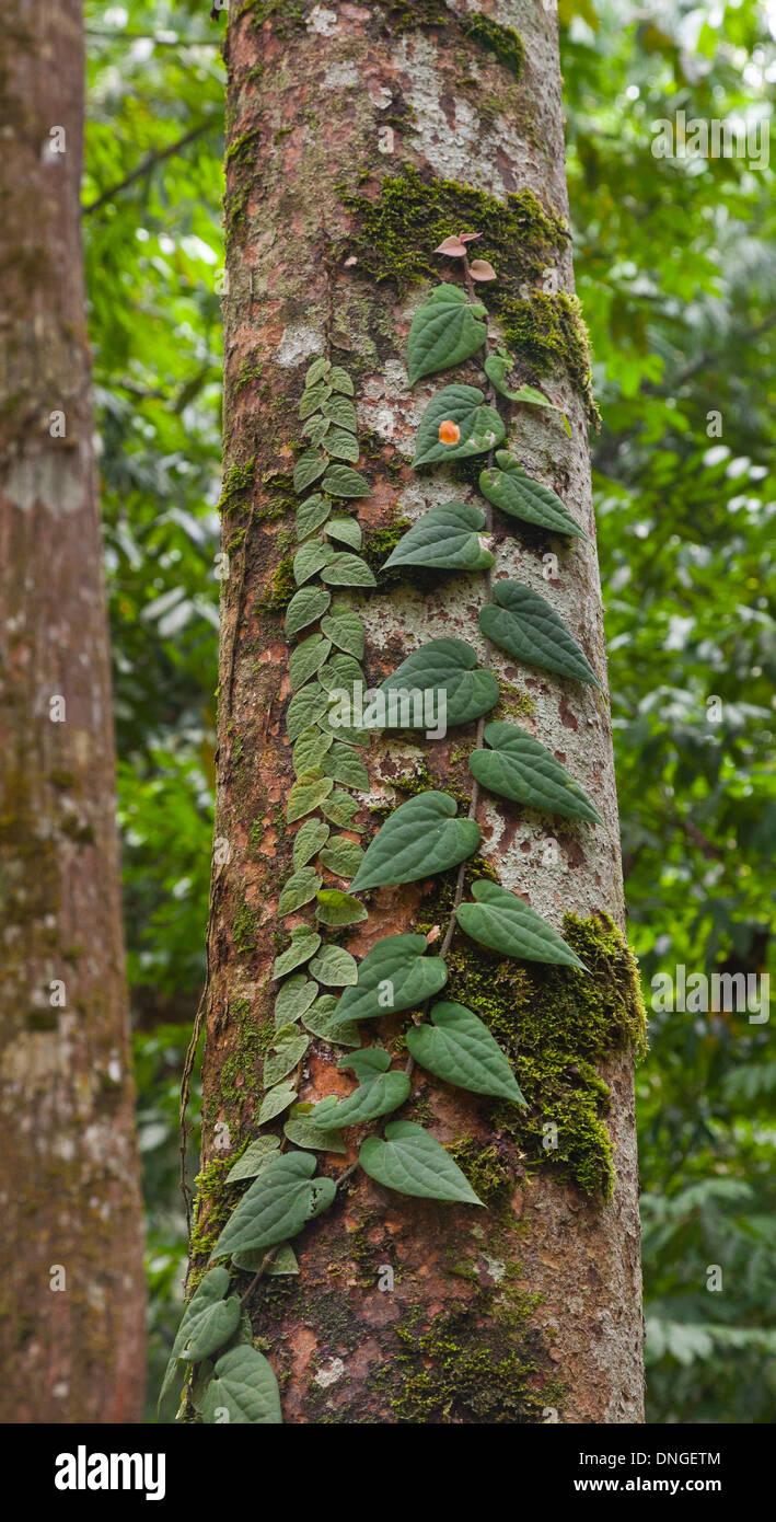 Junge Dschungel Schlingpflanze angebracht zu einem ausgewachsenen Baum, Malaysia Stockfoto