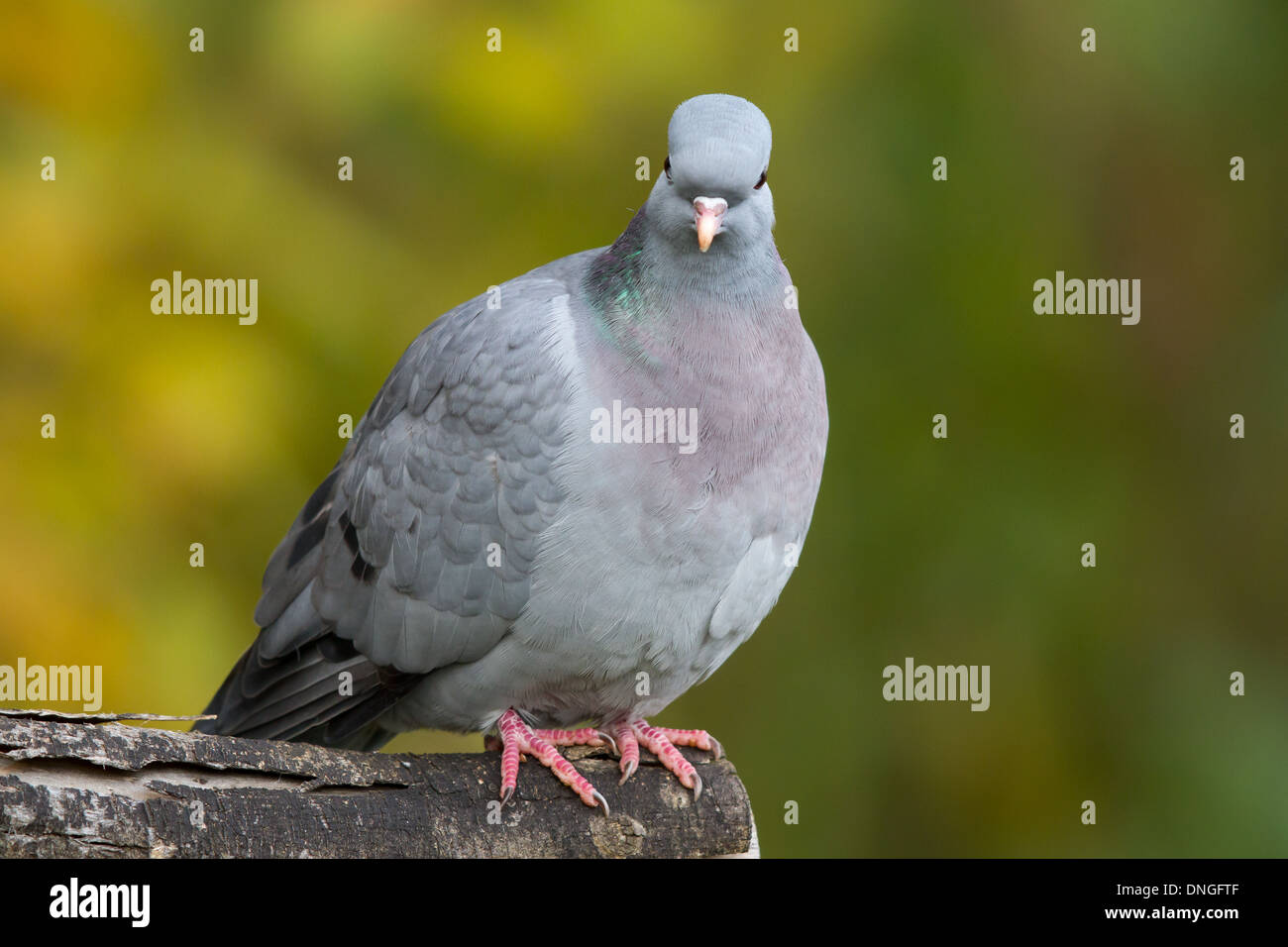 Hohltaube (Columba Oenas), Attenborough, Nottinghamshire Stockfoto