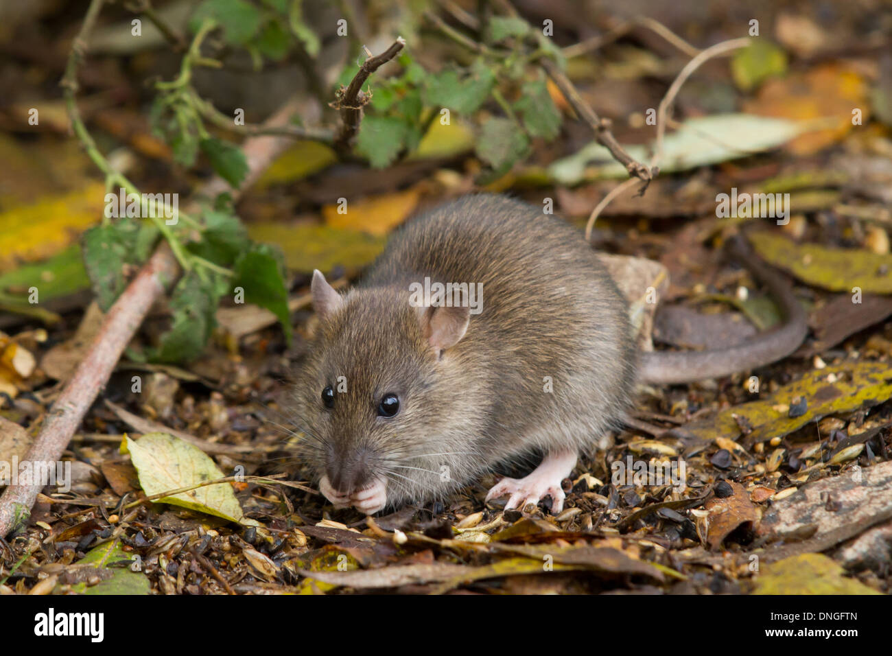Braune Ratte (Rattus Norvegicus) Fütterung auf verschüttete Korn Stockfoto