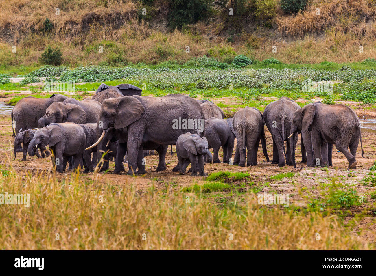 Elefanten im Tarangire Nationalpark, Tansania Stockfoto