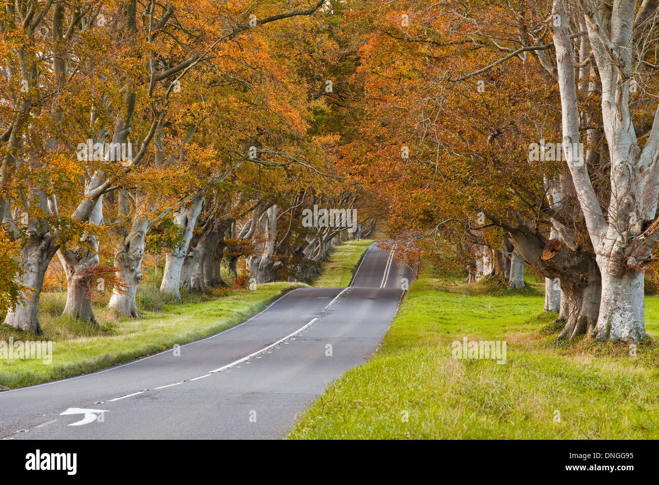 Die Buche Avenue an der Kingston Lacy in voller Herbst Farbe. Stockfoto