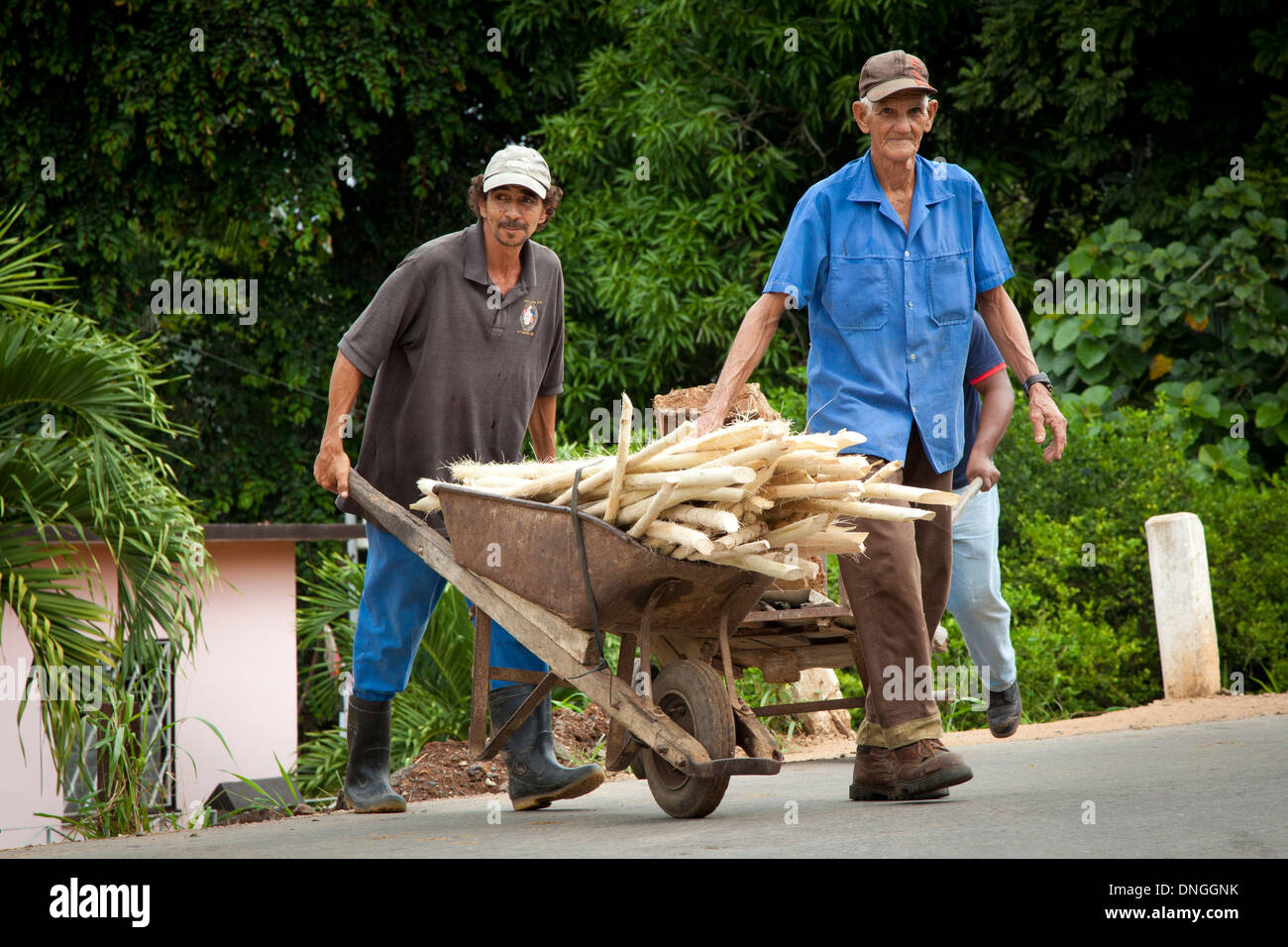 Männer, die Transport von Zuckerrohr in Kuba Stockfoto