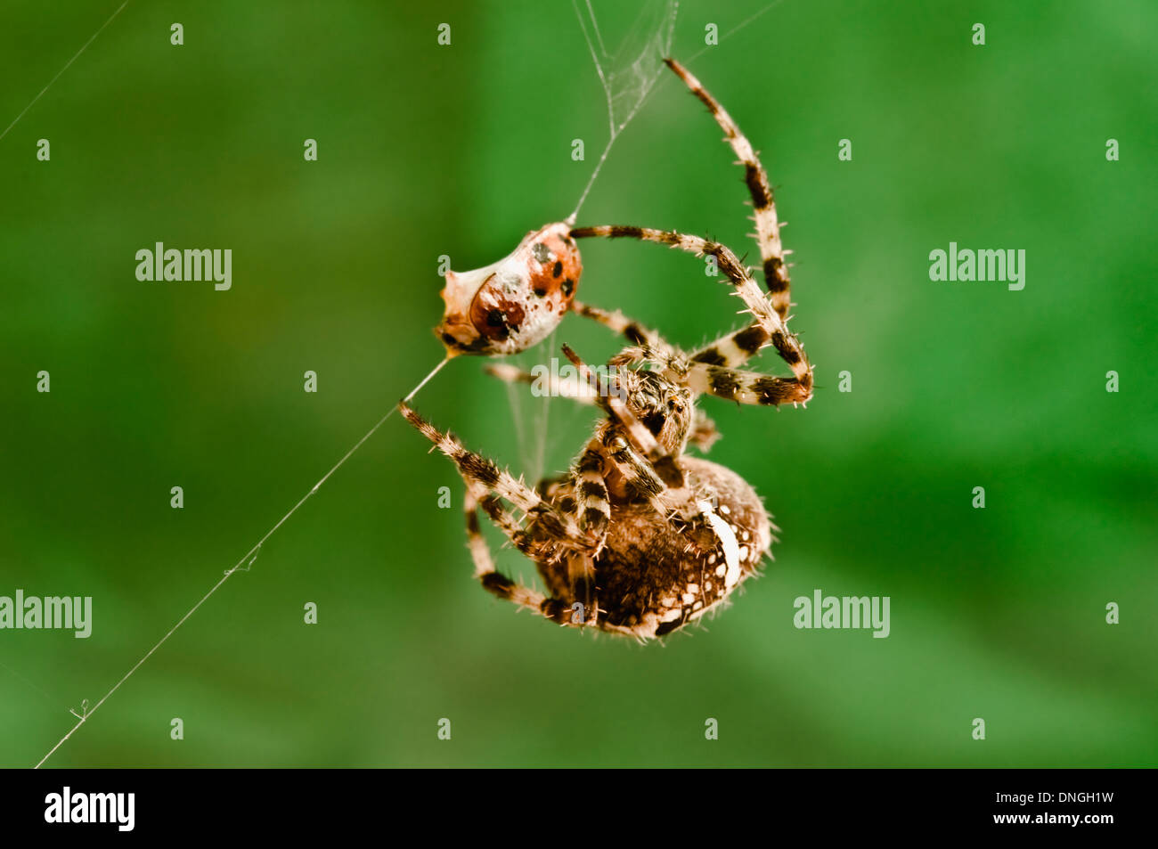 Ein Orb Spider spritzt Venom und fallen einen Marienkäfer hüllt seine Opfer in Seidenfäden. (Nahaufnahme / Makro-Objektiv sehen). 2 von 5 Stockfoto