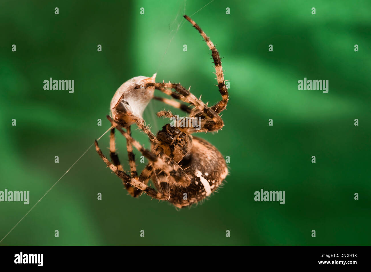 Eine Garten Orb Spinne fängt einen Marienkäfer innerhalb ihrer Web. (Nahaufnahme / Makro-Objektiv sehen) 3 von 5 Stockfoto