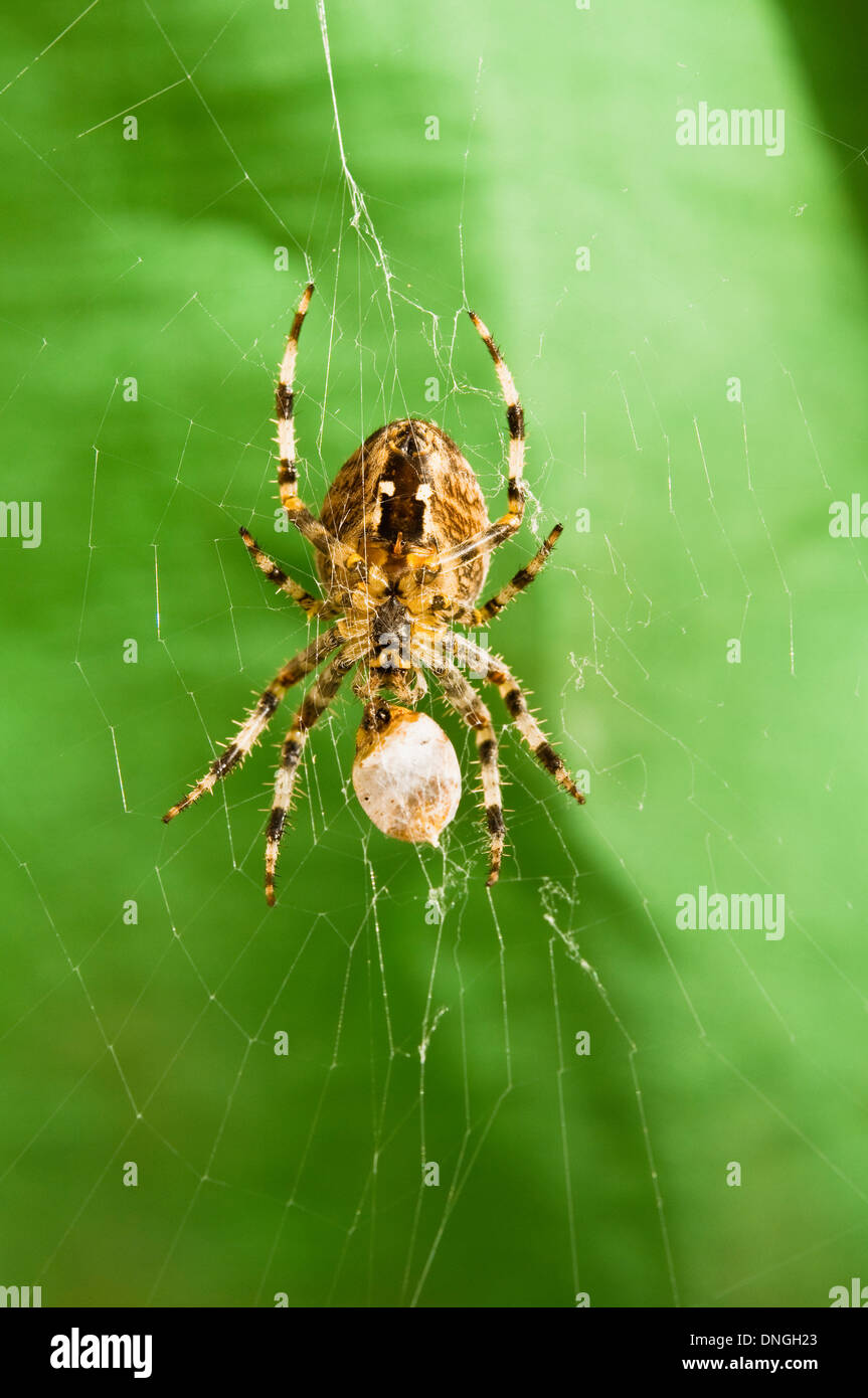 Spinne und Web mit einer Seide gewickelt Marienkäfer / Beute. Nahaufnahme / Makro-Objektiv betrachten. 5 von 5 Stockfoto