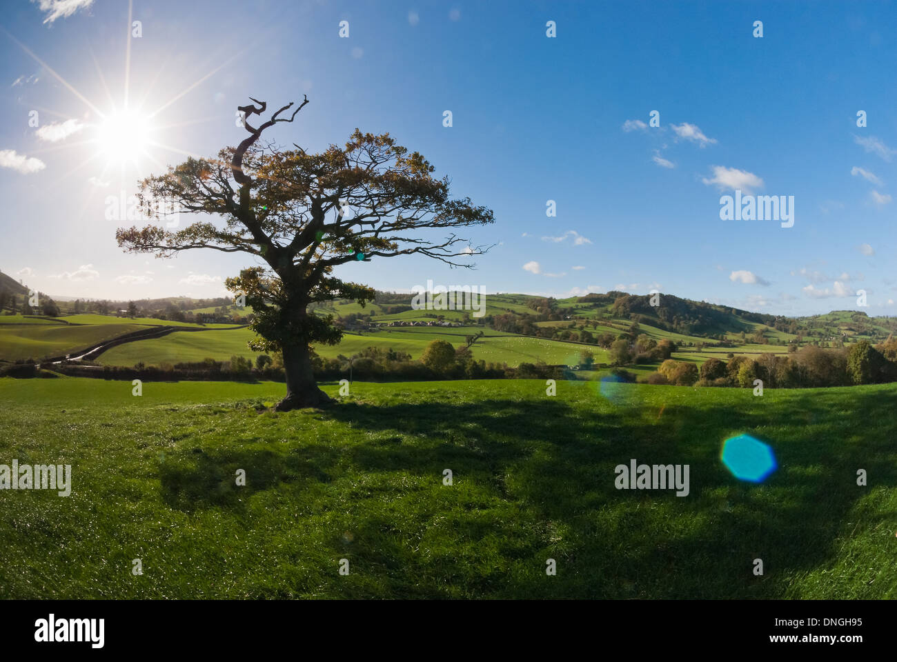 Die englischen Baumbestand-alone auf dem Lande Stockfoto
